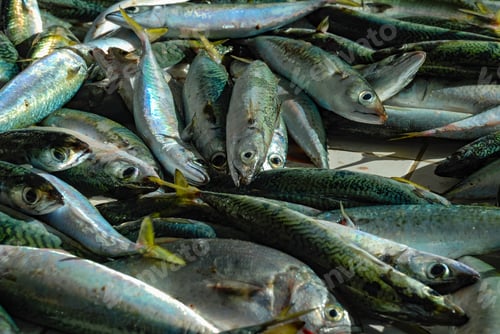 Preview: Fresh Fish Caught In Rio De Janeiro, Fishmongers In Copacabana