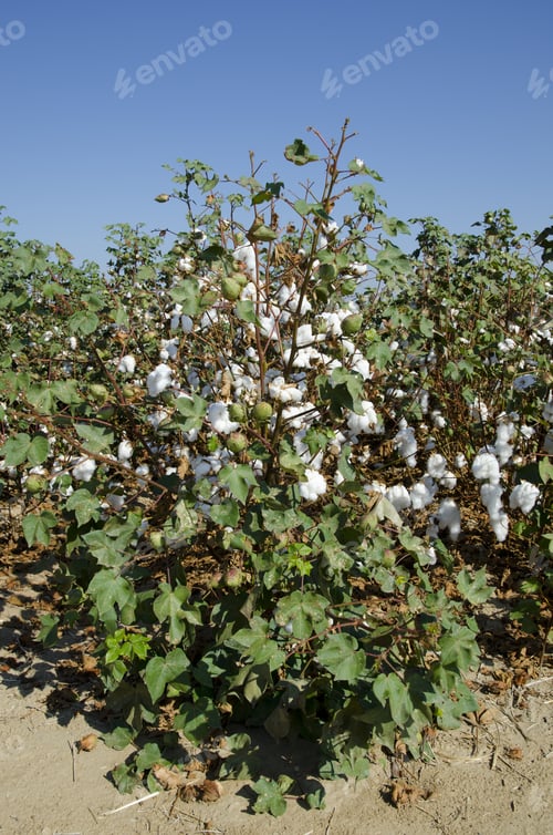 Preview: Cotton In The Field, Central California, Just Before Harvesting