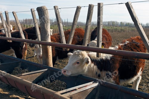 Preview: Hereford Cattle Farm