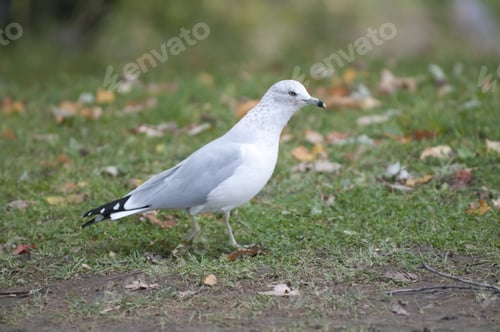Preview: Bird In The Floor