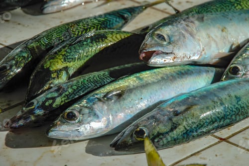 Preview: Fresh Fish Caught In Rio De Janeiro, Fishmongers In Copacabana