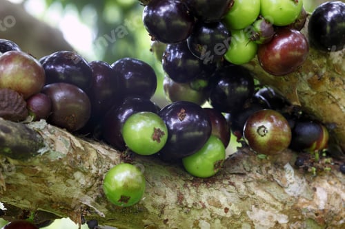 Preview: Jabuticaba