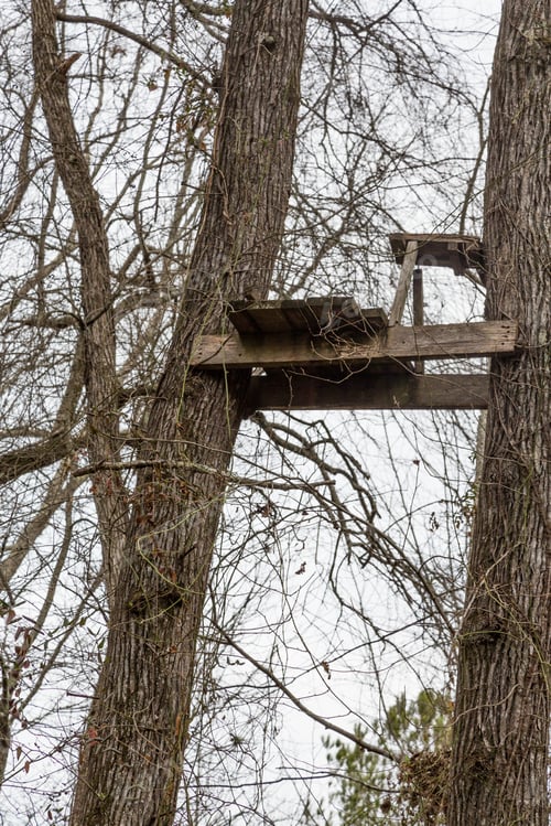 Preview: Old Tree Stand In Winter Trees