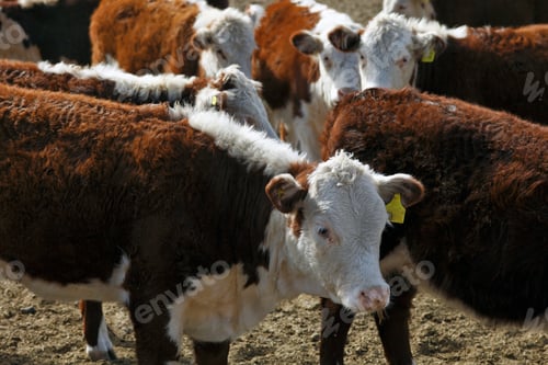 Preview: Hereford Cattle Farm In Mendoza Argentina.