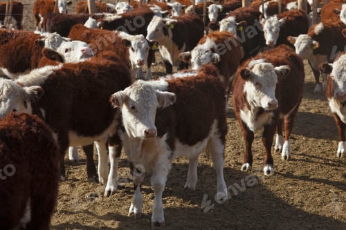 Preview: Hereford Cattle Farm In Mendoza Argentina.