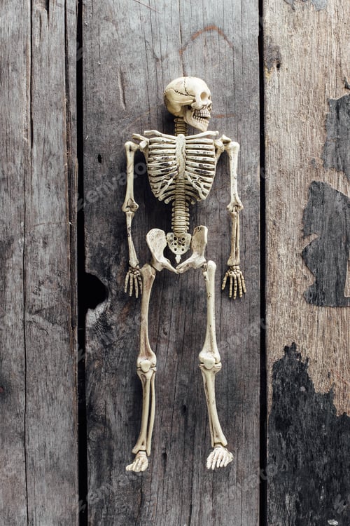 Preview: Model Skeletons On Wooden Background