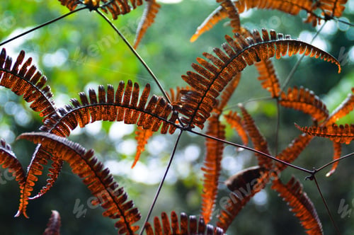 Preview: Summer In A Tropical Rainforest In Cameron Highlands, Malaysia