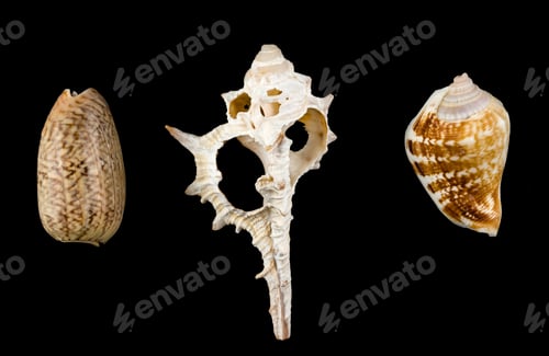 Preview: Mixed Shells