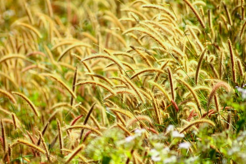 Preview: Green Meadow In The Spring
