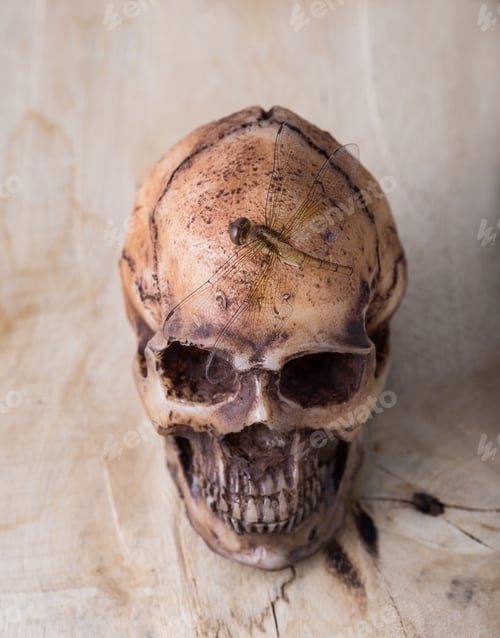 Preview: Model Skull With Dragonfly On Wooden Background
