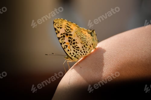 Preview: Close Up Of A Butterfly Resting On A Lady'S Hand