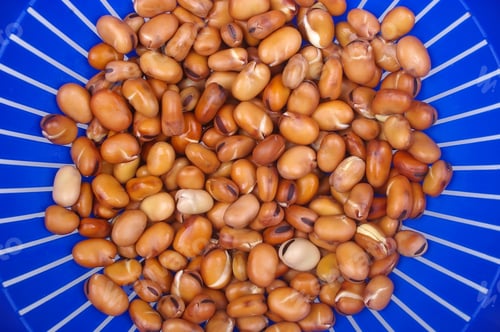 Preview: Faba Or Fava Beans Soaked And Cooked Being Drained