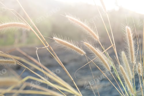 Preview: Dreamy Summer Background