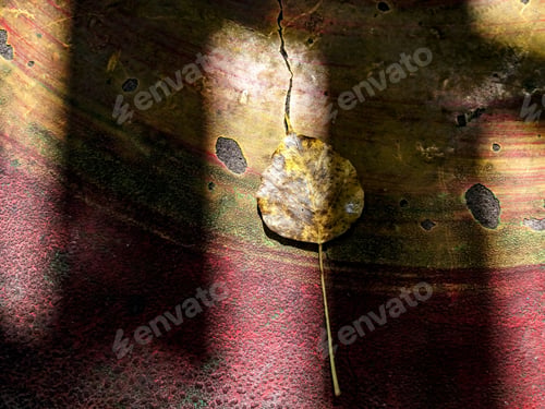 Preview: Yellow Leaf Half Hidden In The Shadow To Depict The End Of Autumn Season