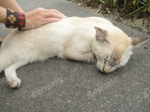 Preview: Petting A Siamese Cat