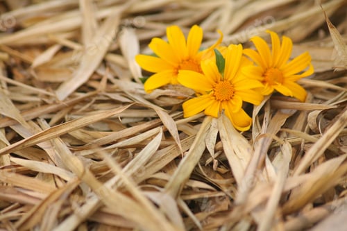 Preview: Three Yellow Mumps Flowers On Top Of Dried Brown Leaves