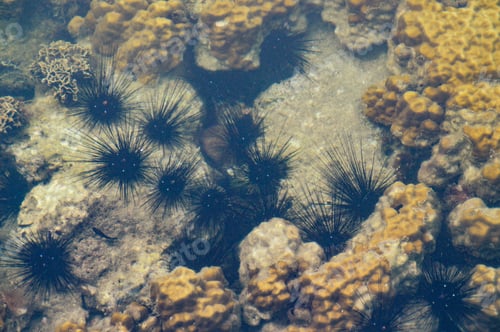 Preview: Black Sea Urchins Just Beneath The Shallow Reef
