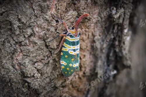 Preview: Pyrops Candelaria, A Species Of Planthopper (Lanternflies) That Lives In Vietnam And Other