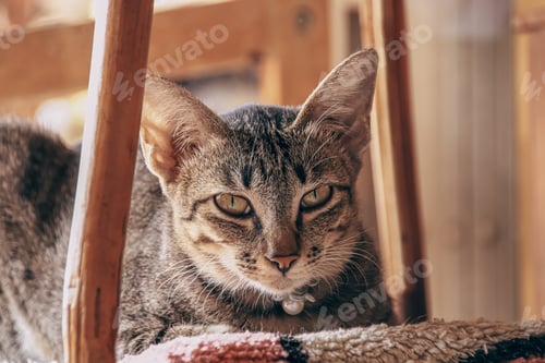 Preview: A Very Bored And Sleeping Pet Cat