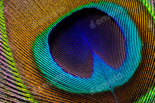 Preview: Asian Peacock Feather Close Up