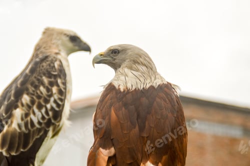 Preview: Hawks Trained For Hunting And Driving Away Birds From Farms. Berastagi, North Sumatra Indionesia