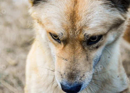 Preview: Close Up Of A Dog With Amber Eyes Looking Down