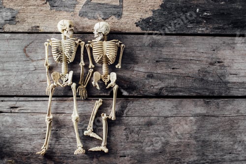 Preview: Model Skeletons On Wooden Background
