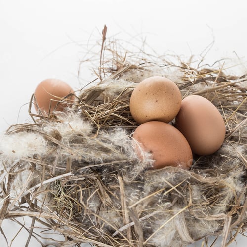 Preview: Eggs In The Nest On White Background