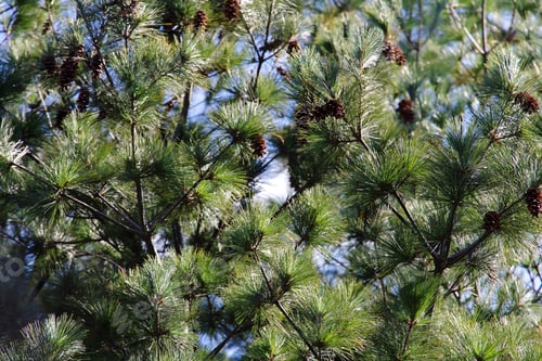 Preview: Close Up Of Japanese Red Pine