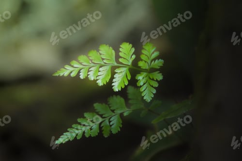 Preview: Young Fern Leaf Growing As Springtime Approches