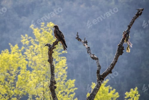 Preview: A Hawk Perched On A Tree
