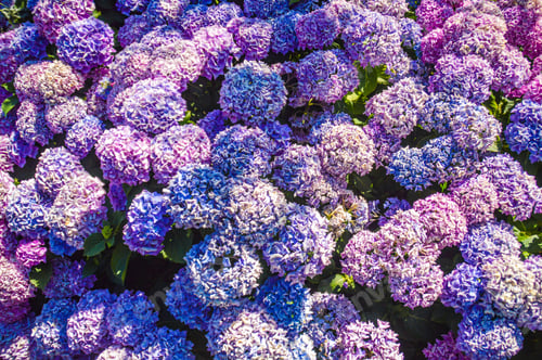 Preview: Hydrangeas In Full Summer Bloom