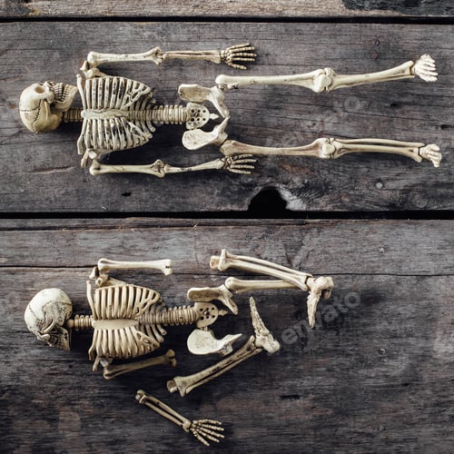 Preview: Model Skeletons On Wooden Background