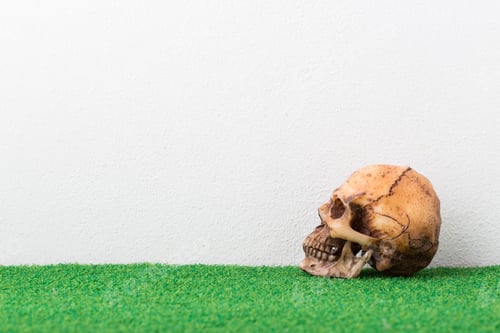 Preview: Skull On Grass With White Background
