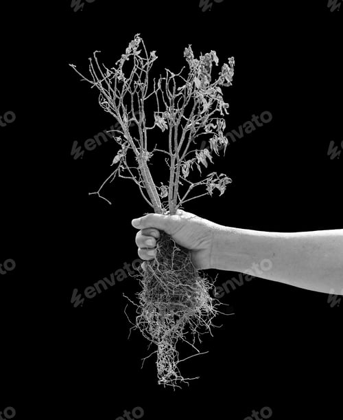 Preview: Dead Tree And Its Roots On Hand Isolated On Black Background ,Monochrome