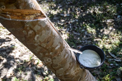 Preview: Rubber Tapping In A Rubber Tree Plantation