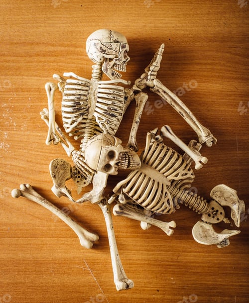 Preview: Model Skeletons On Wooden Floor,Top View