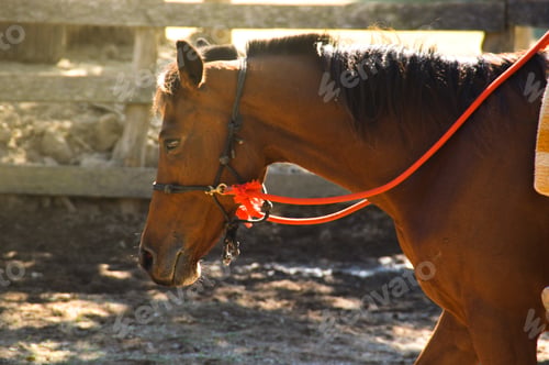 Preview: Horse With A Bridle