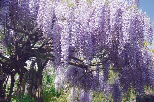 Preview: Flowering Wisteria In Full Bloom During The Warm Summers In Germany