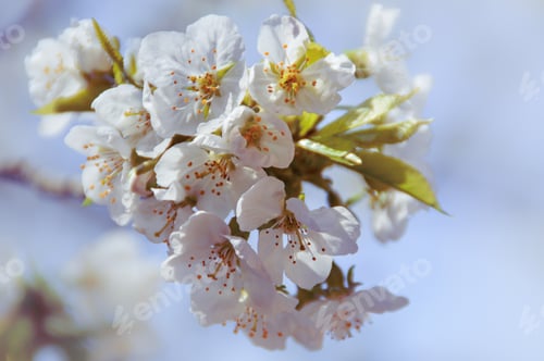 Preview: White Cherry Blossoms During The Spring To Summer