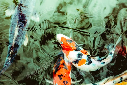 Preview: Japanese Koi Fishes Gently Swimming
