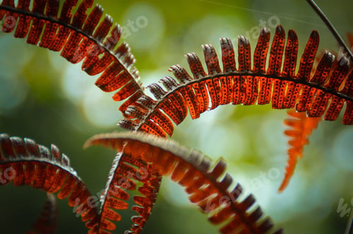 Preview: Fern Leaves Turning Red For Autumn