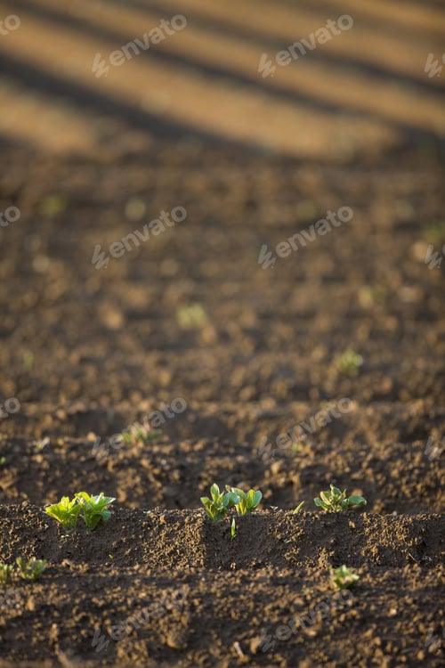 Preview: Close Up Of Potato Seedlings