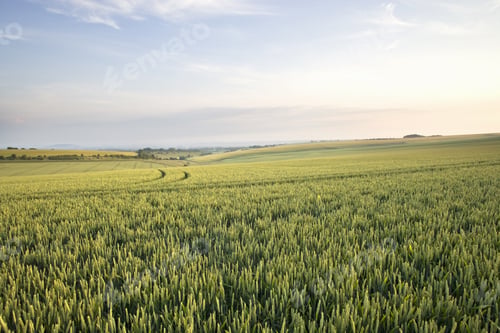 Preview: View Of Young Wheat Field