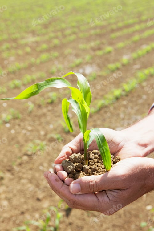 Preview: Close Up Of Farmer Holding Corn Seedling In Palm Of Hand