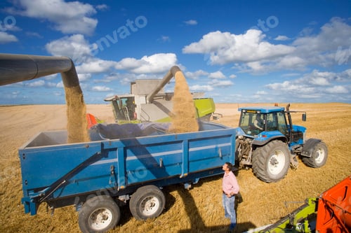 Preview: Farmer Watching Combine Harvester Fill Trailer With Wheat Grain