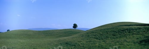 Preview: Tree In Field, Switzerland