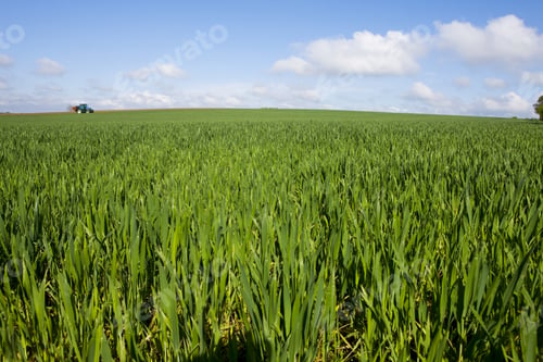 Preview: Young Wheat Crop With Tractor In Distance