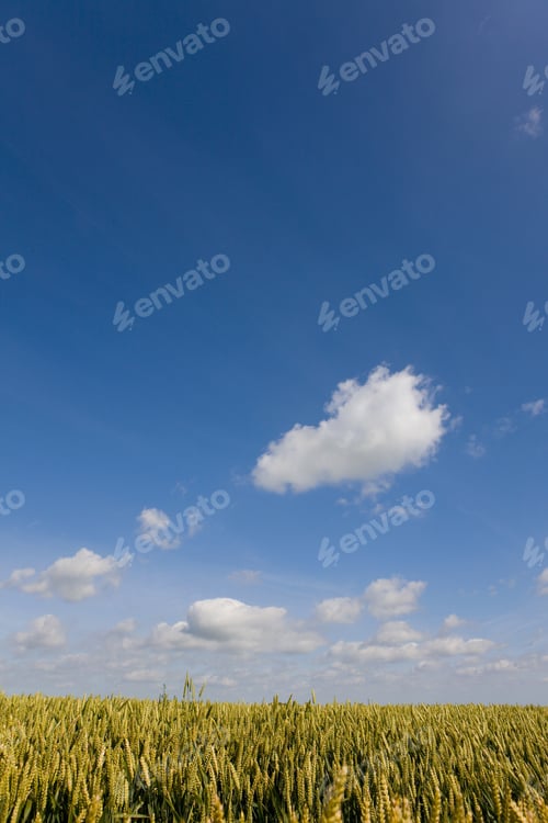 Preview: Clouds In Blue Sky Over Wheat Field