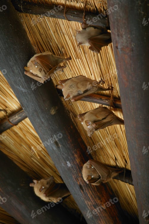 Preview: Flying Foxes Hanging From A Roof, Kruger National Park, South Africa